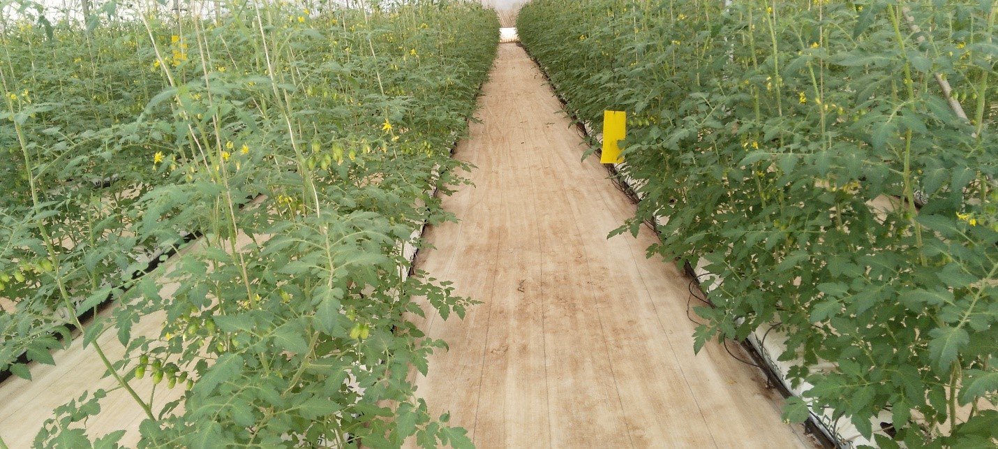 Cherrie tomatoes sprayed with Eco-T inoculant