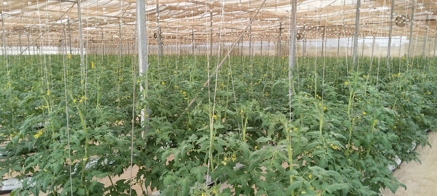 Beef tomato drenched with Eco-T inoculant