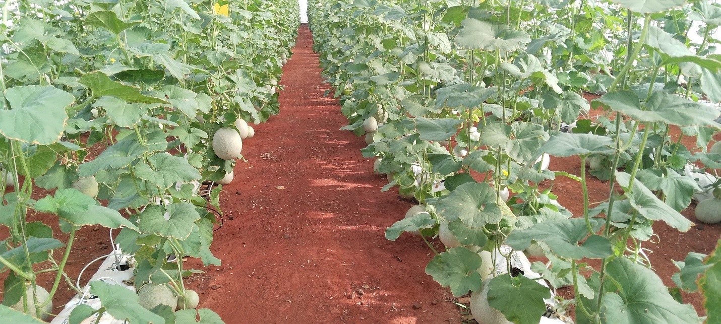 Melons drenched with Eco-T inoculant