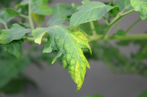 Potassium deficiency-Tomato | Yara UK