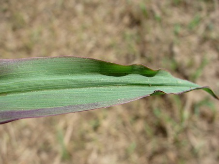 Close-up of a green leafAI-generated content may be incorrect.