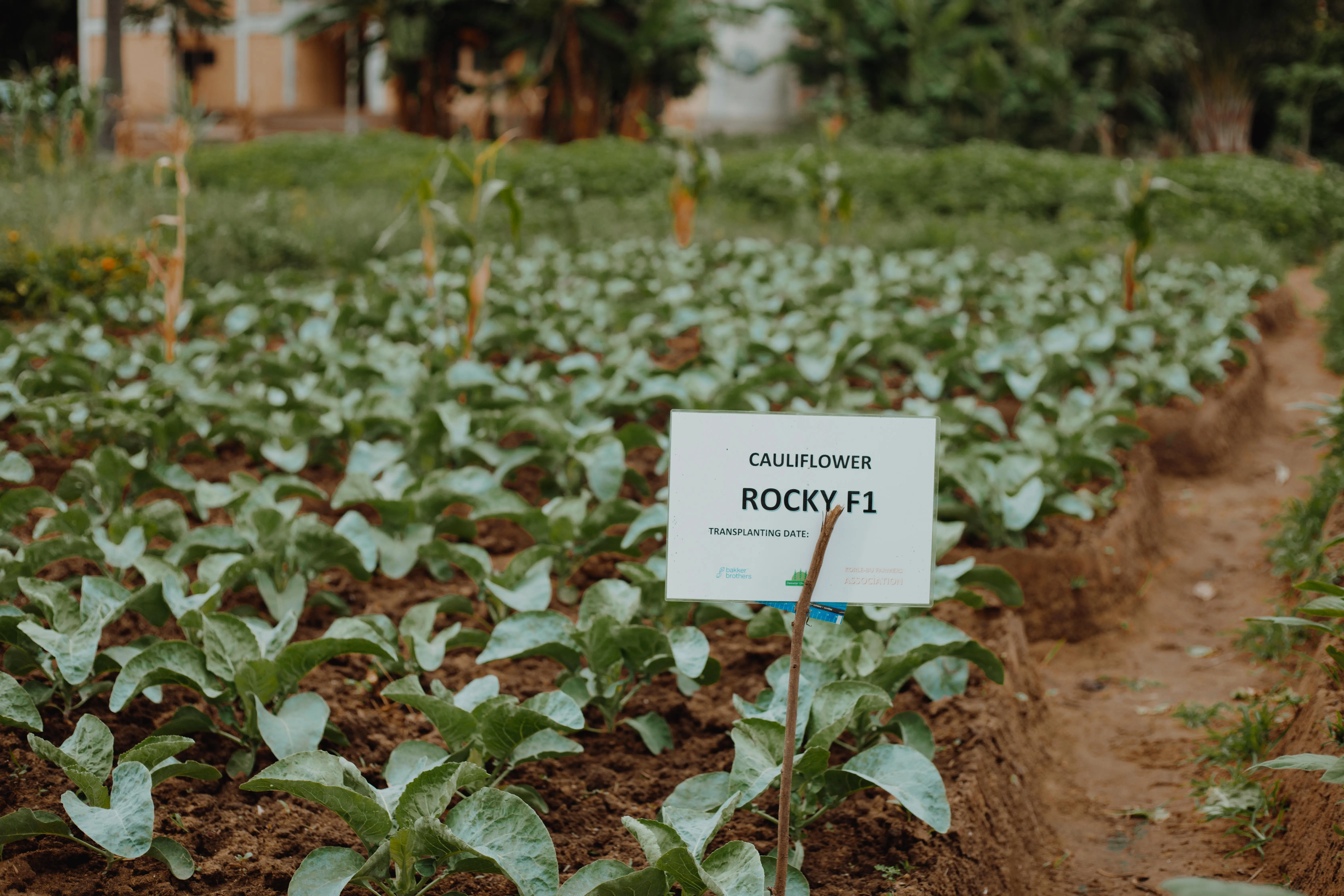 Improved Seeds - Demeter Ghana - Helping Ghana Grow