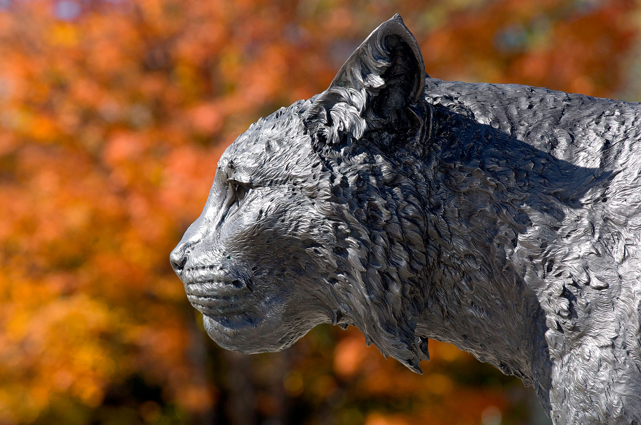 Close-up of the University of New Hampshire Wildcat statue with detailed fur texture, set against vibrant autumn foliage in the background.