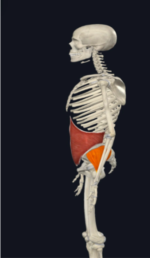 Lateral Sling