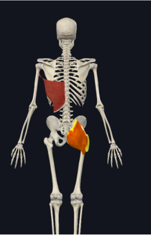 Posterior Oblique Sling