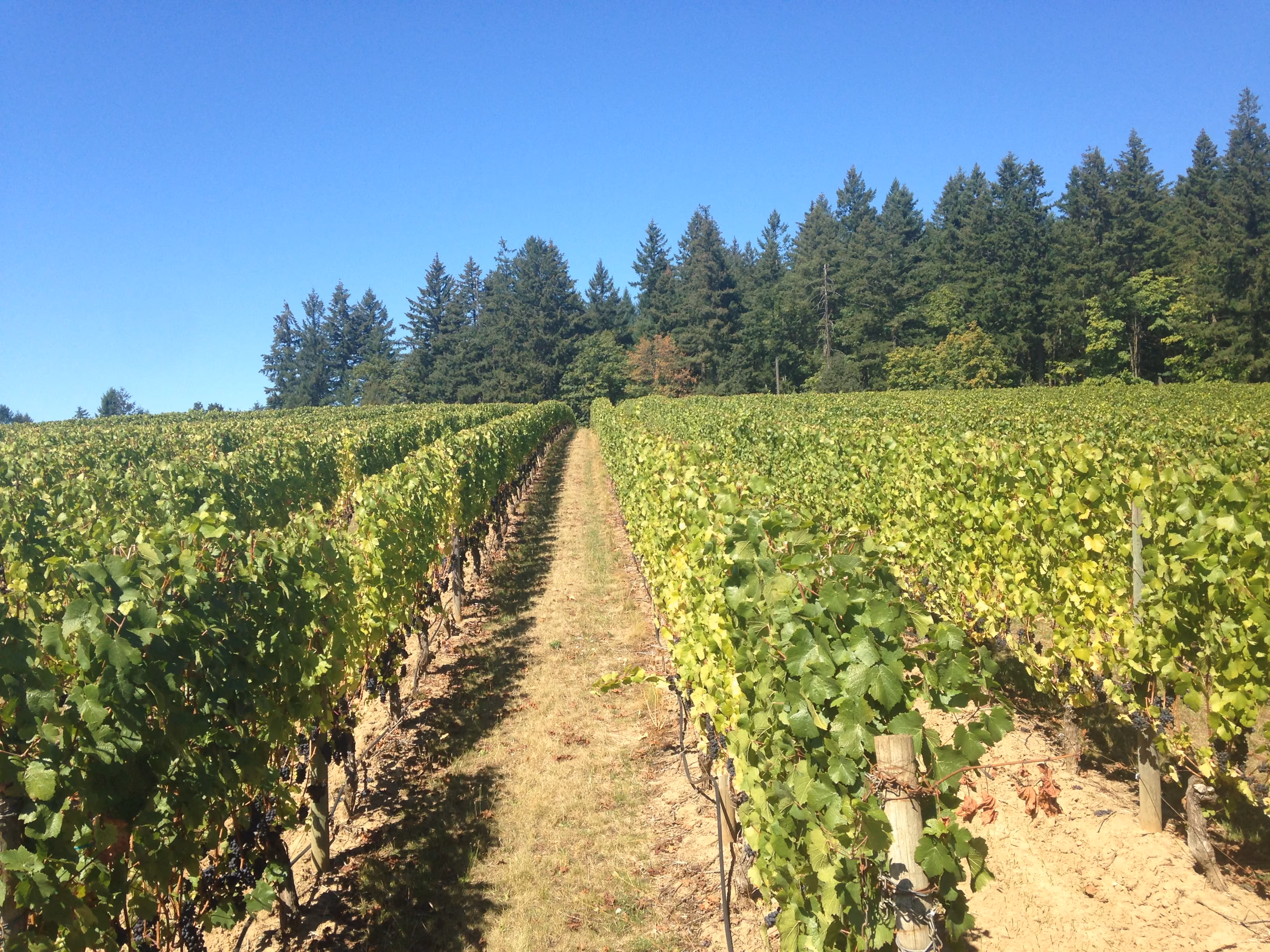 Rows of trellised grapevines running toward a stand of evergreens under a clear Oregon sky