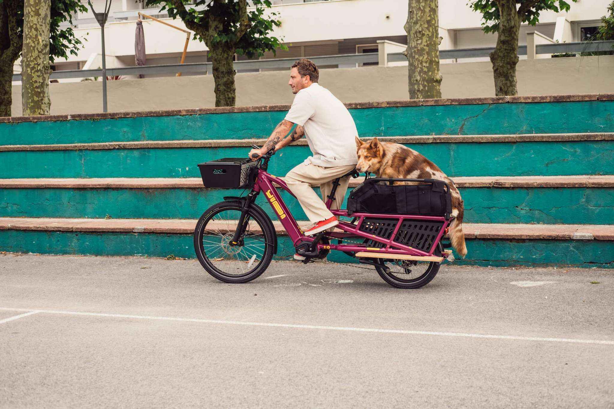 Vélo entreprise cargo Yuba Spicy Curry berry en ville transportant un chien