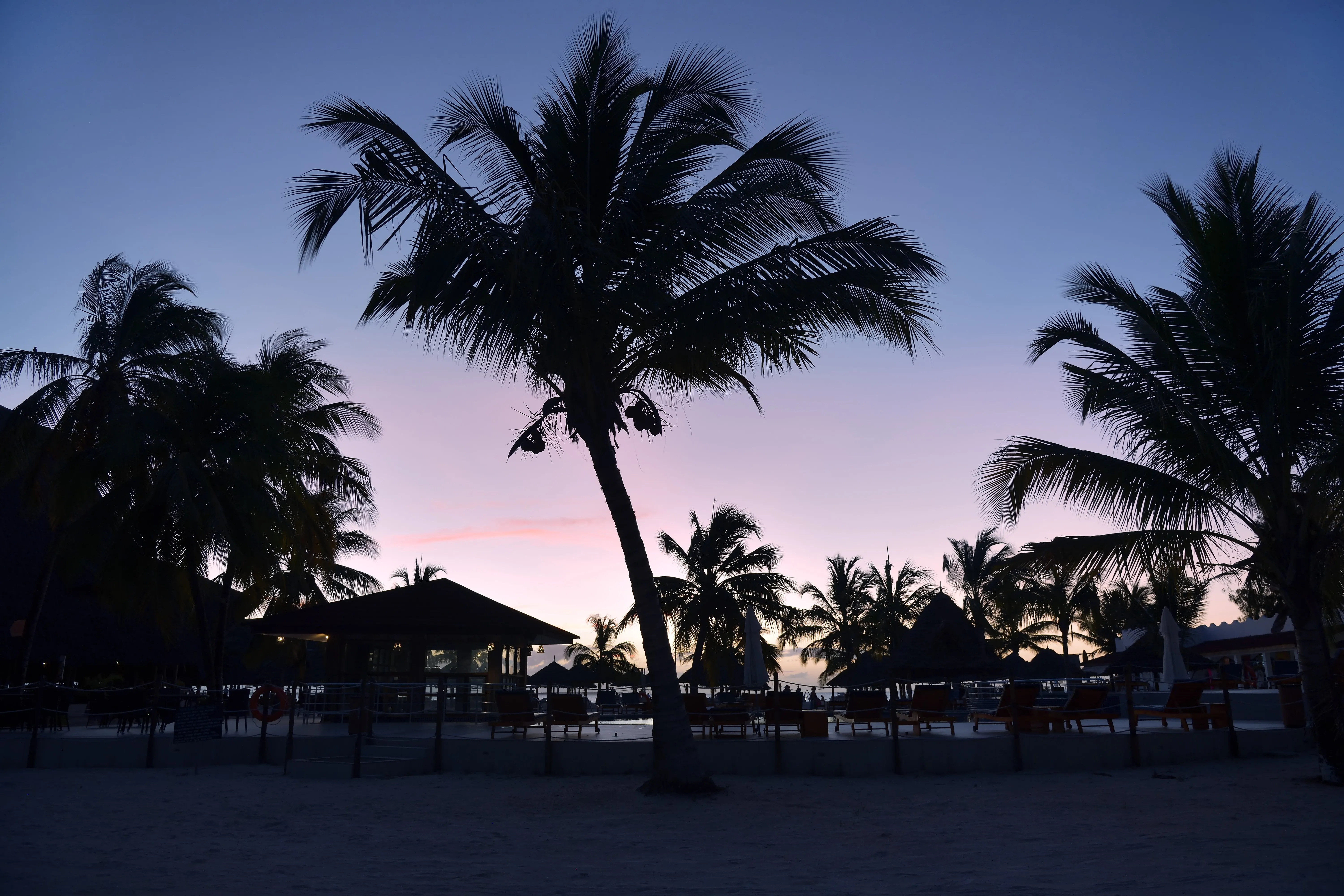 Palm