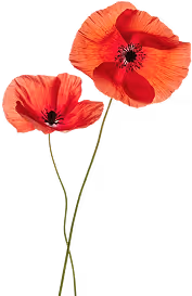 Two red poppy flowers
