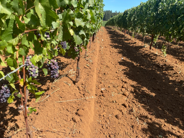 Looking down a trellised row of Pinot Noir vines in Oregon's Umpqua Valley, red clay soil underfoot