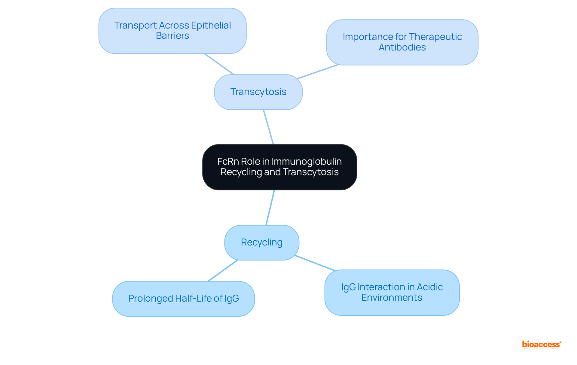 The central node represents FcRn, with branches showing its two main functions: recycling and transcytosis. Each sub-node provides more detail on how these processes work and their significance.
