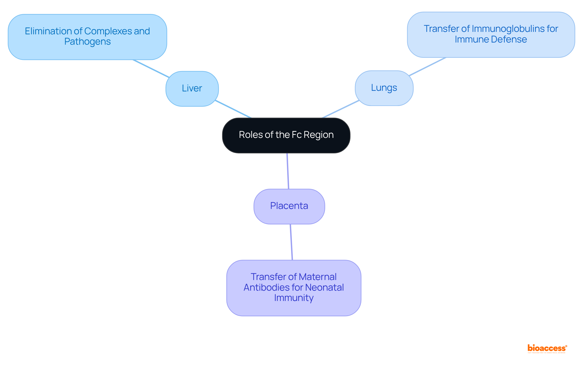 The center represents the Fc region, and each branch shows how it functions in different organs. Explore each branch to see the specific roles and contributions to immune health.