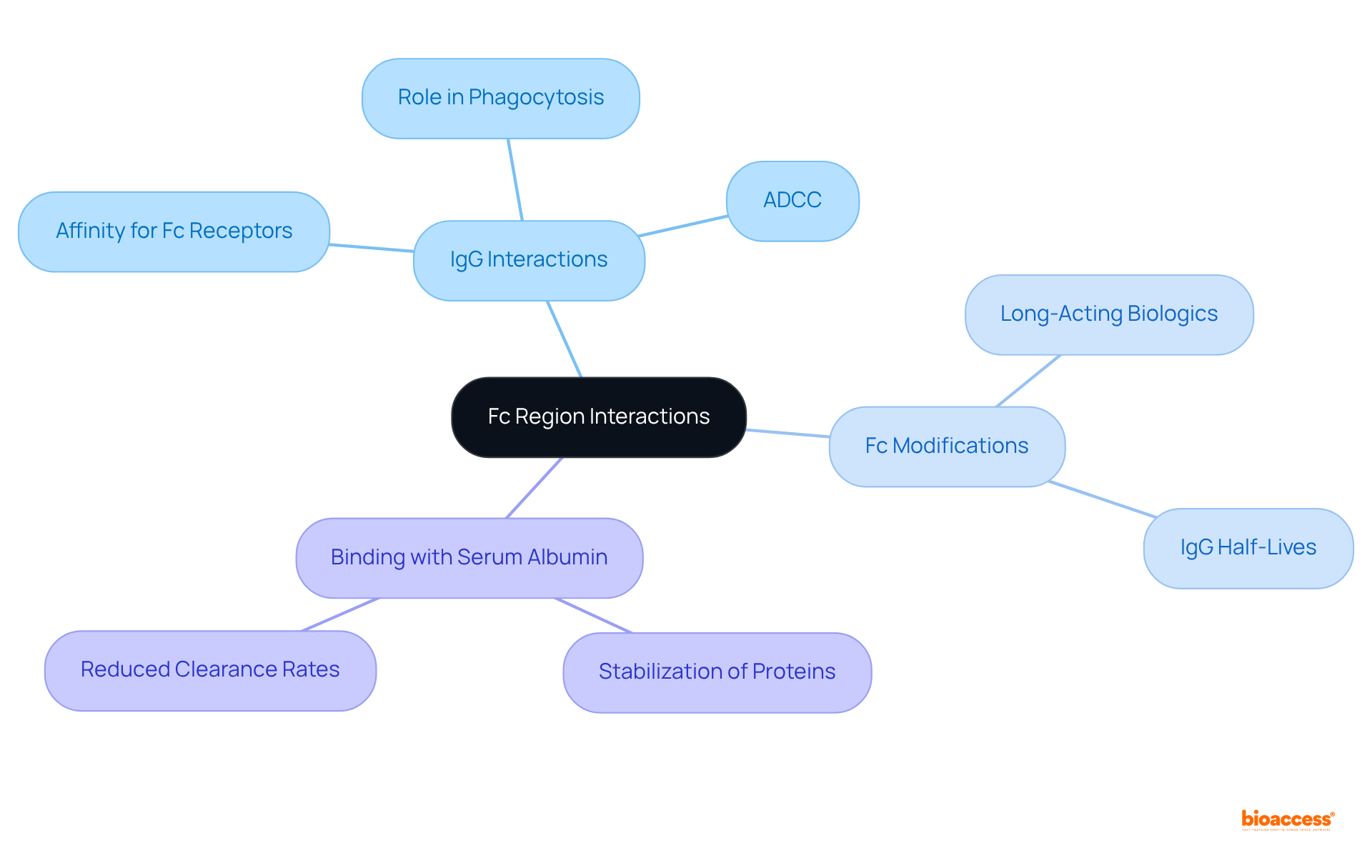 At the center is the main concept of Fc region interactions. Each branch explores a different aspect, showing how IgG and serum albumin relate to the immune system and therapeutic design. The more connections you see, the more complex and important these interactions are!
