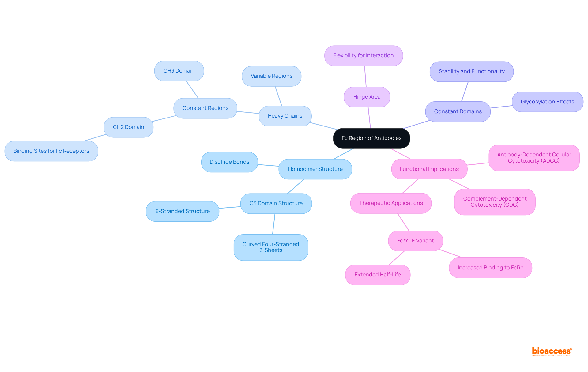 The central node represents the Fc region, while branches show its components and functions. Each color-coded branch helps to quickly identify related information, making it easier to grasp the complexities of the antibody structure.