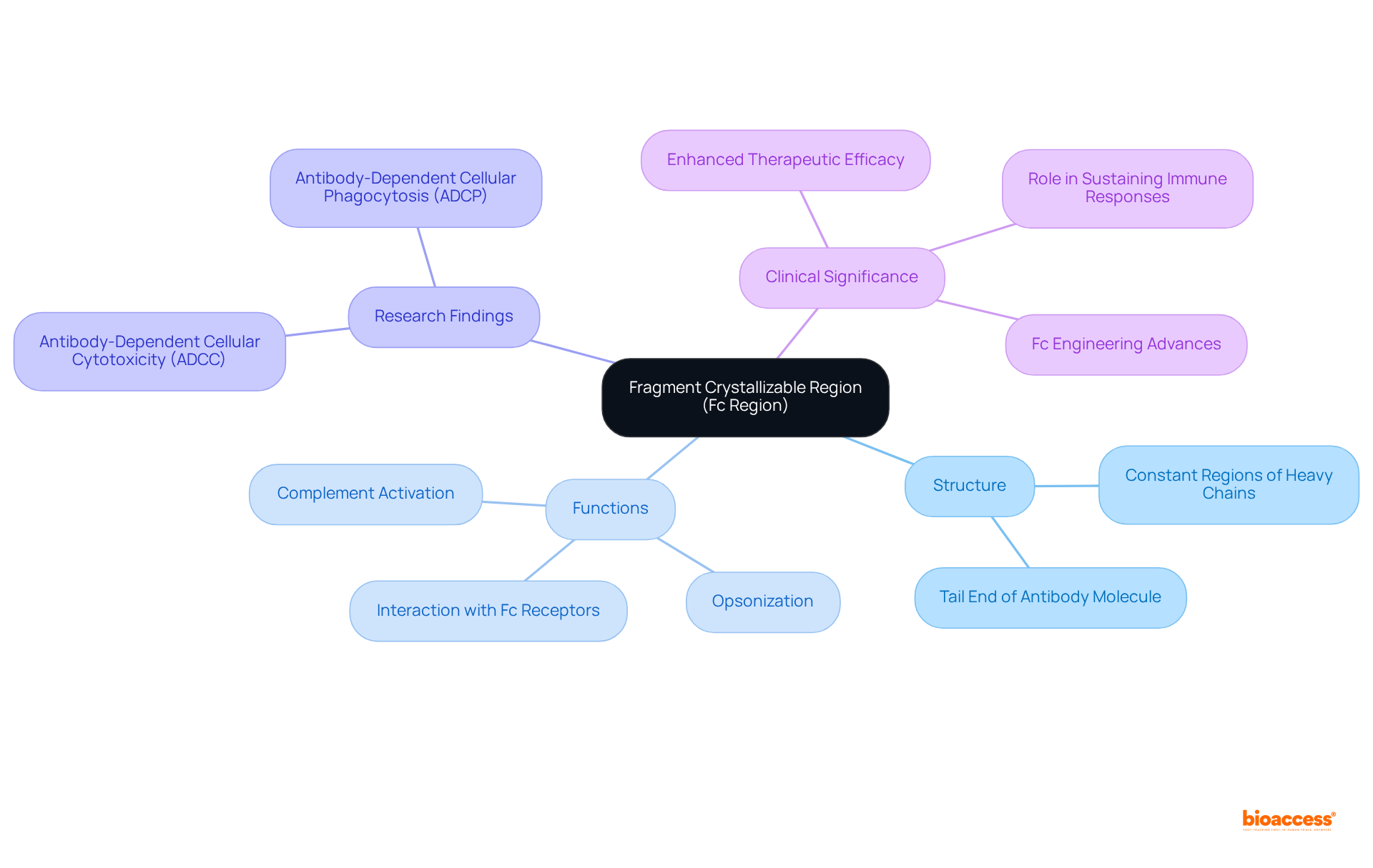 The center represents the Fc region, with branches outlining its structure, functions, research insights, and how it impacts clinical applications. Follow each branch to understand the comprehensive role of the Fc region in the immune response.