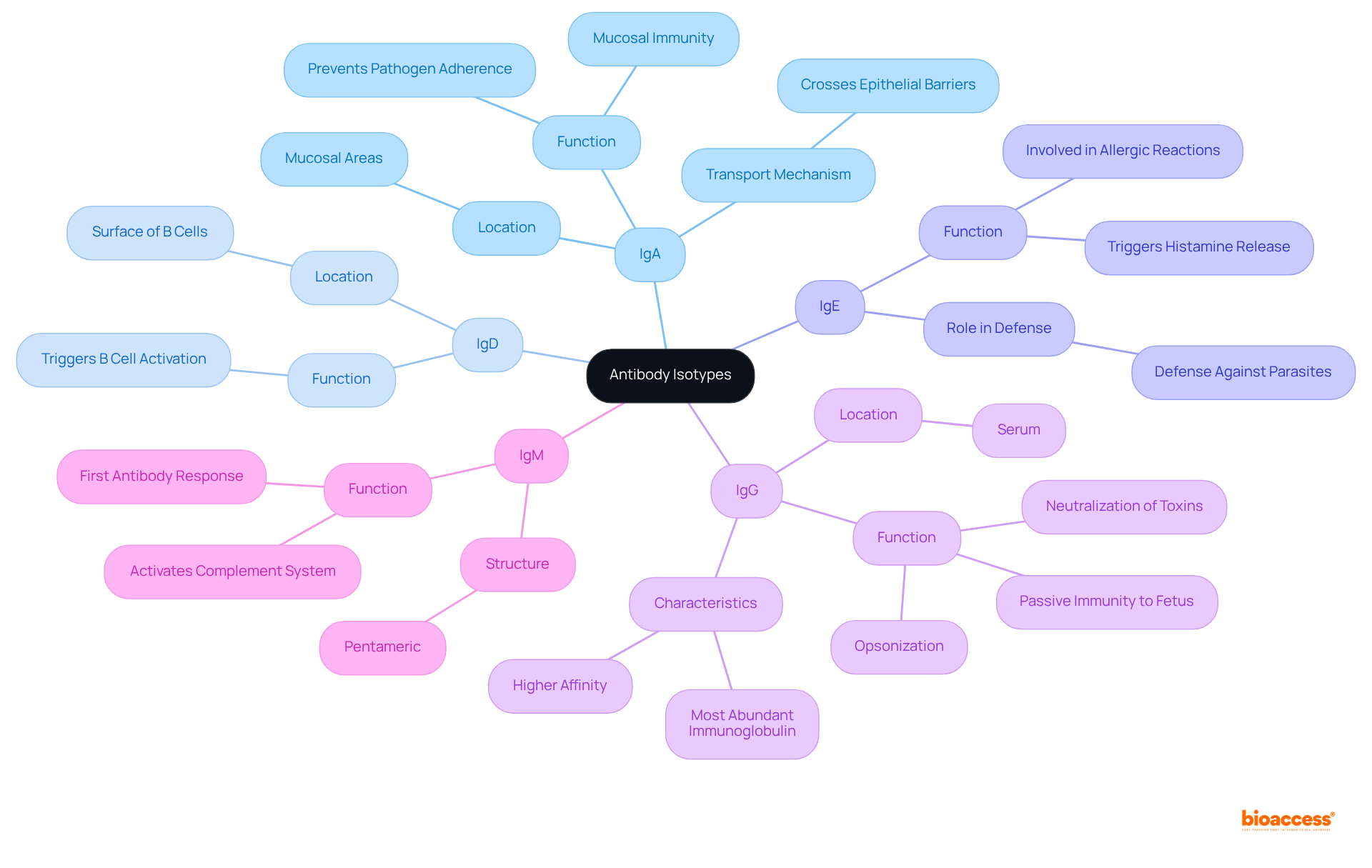At the center, you'll find 'Antibody Isotypes', with branches leading to each type. Each branch explains what the isotype does and where it's commonly found in the body, making it easy to understand their unique roles in the immune system.