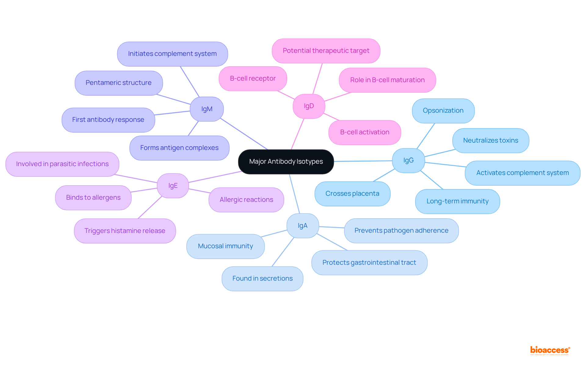 At the center, you'll find the main topic of antibody isotypes. Each branch represents a different isotype, and the sub-branches detail their specific roles in the immune system. The colors help you quickly identify which isotype you're looking at.