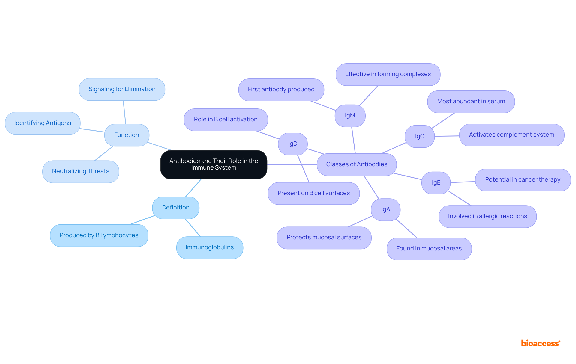 The central node represents antibodies, with branches showing their key functions and classifications. Follow the branches to learn how antibodies work and the different types that help protect the body.