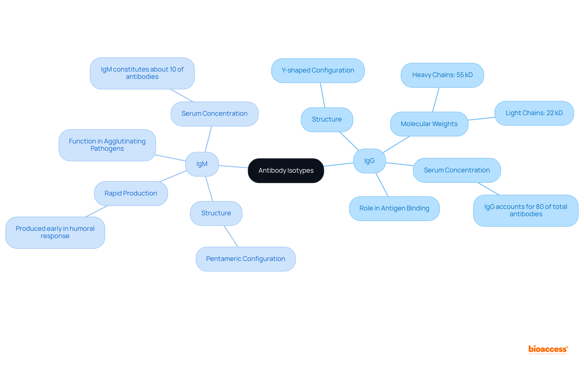 Start at the center with 'Antibody Isotypes'. Follow the branches to explore the distinct characteristics of IgG and IgM, including their structures and functions in the immune system.