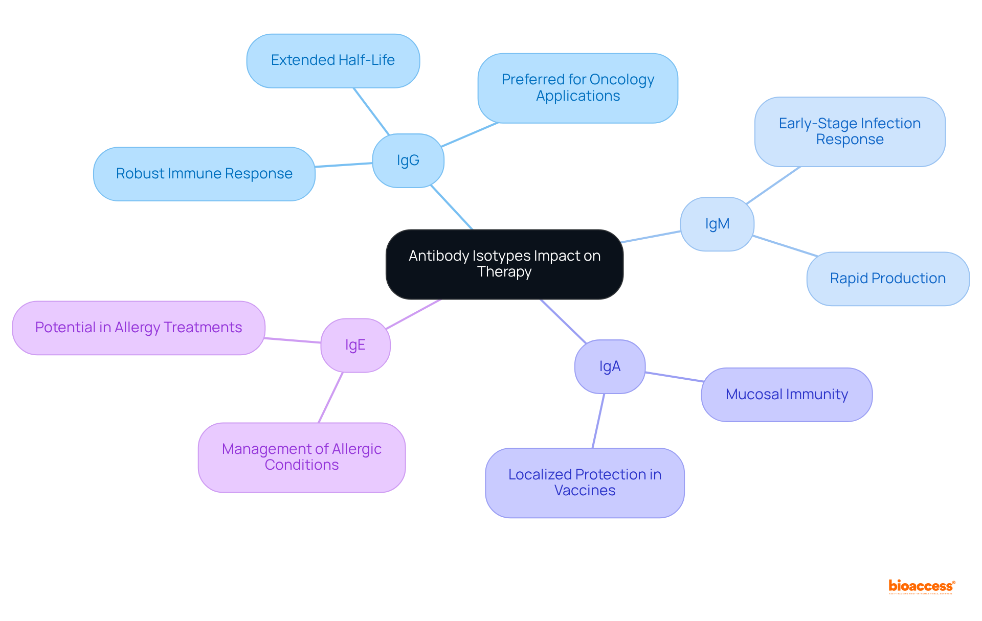 The central node represents the overall topic, while branches for each antibody isotype show their specific contributions to treatment and research. Each sub-branch provides details on their unique characteristics and functions.