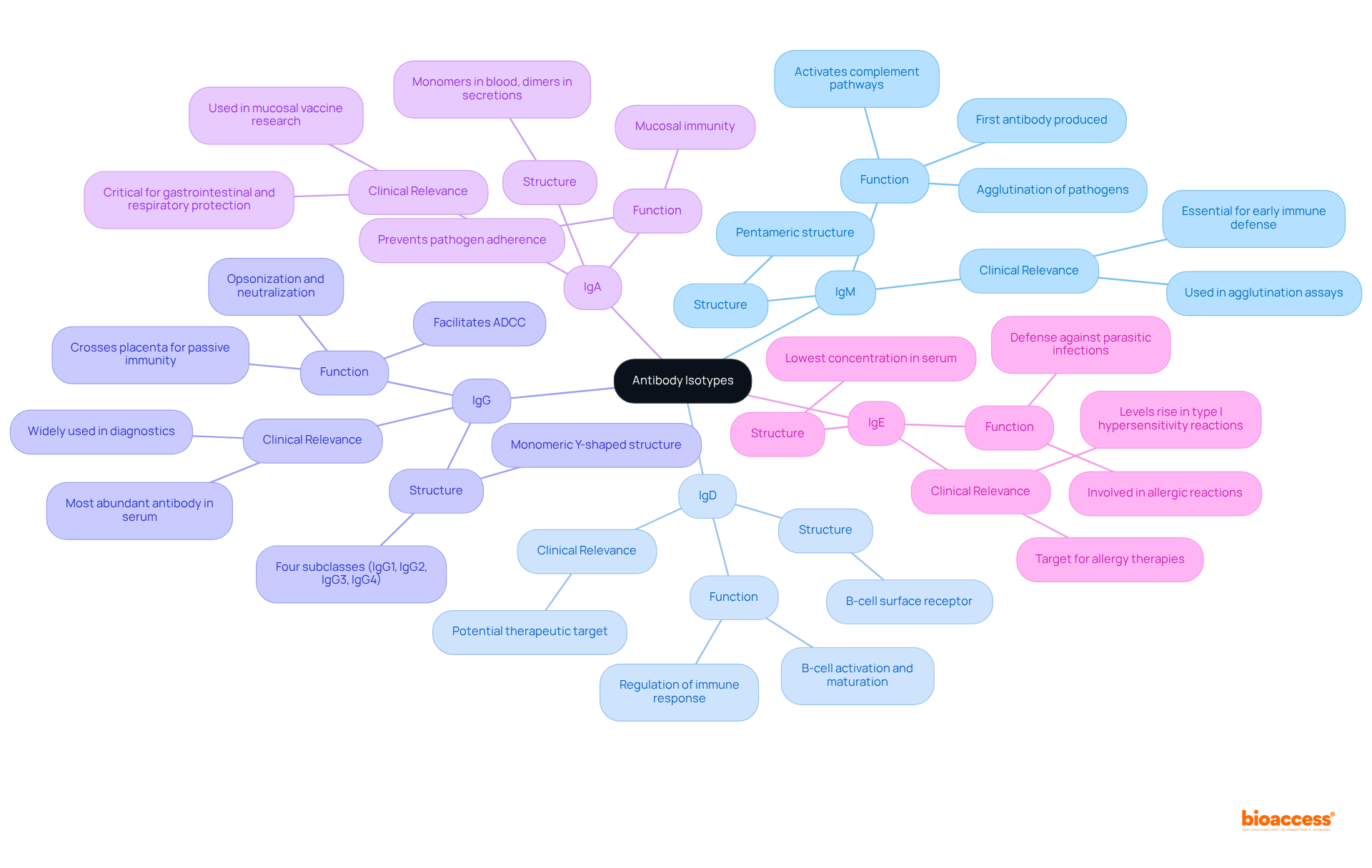 This mindmap presents the five major antibody isotypes and their unique characteristics. Each branch leads to details about the structure and functions, making it easy to compare and understand their roles in the immune system.
