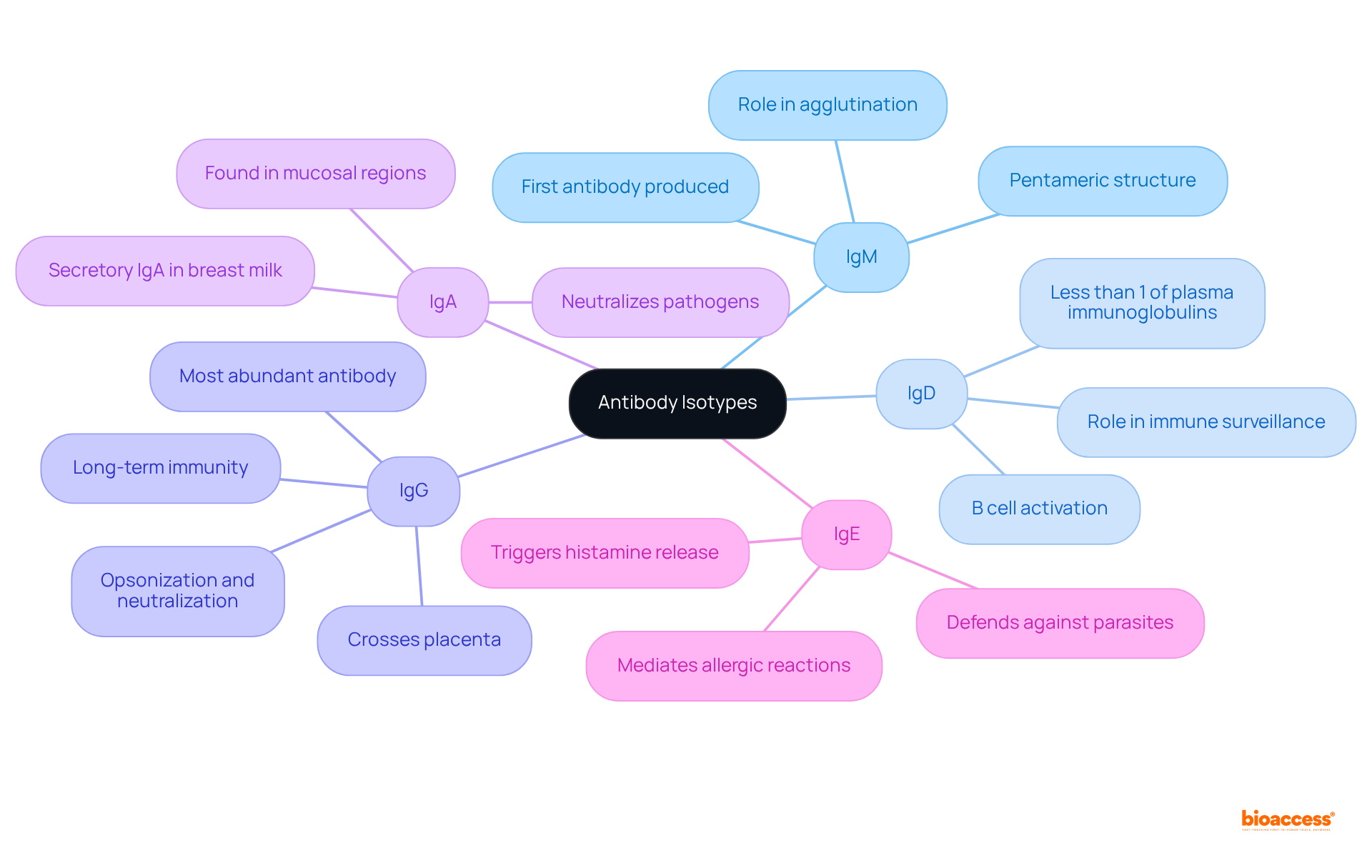 Start at the center with 'Antibody Isotypes', then explore each type and its role in the immune system. The branches give a quick view of how each isotype contributes to immunity and clinical research.