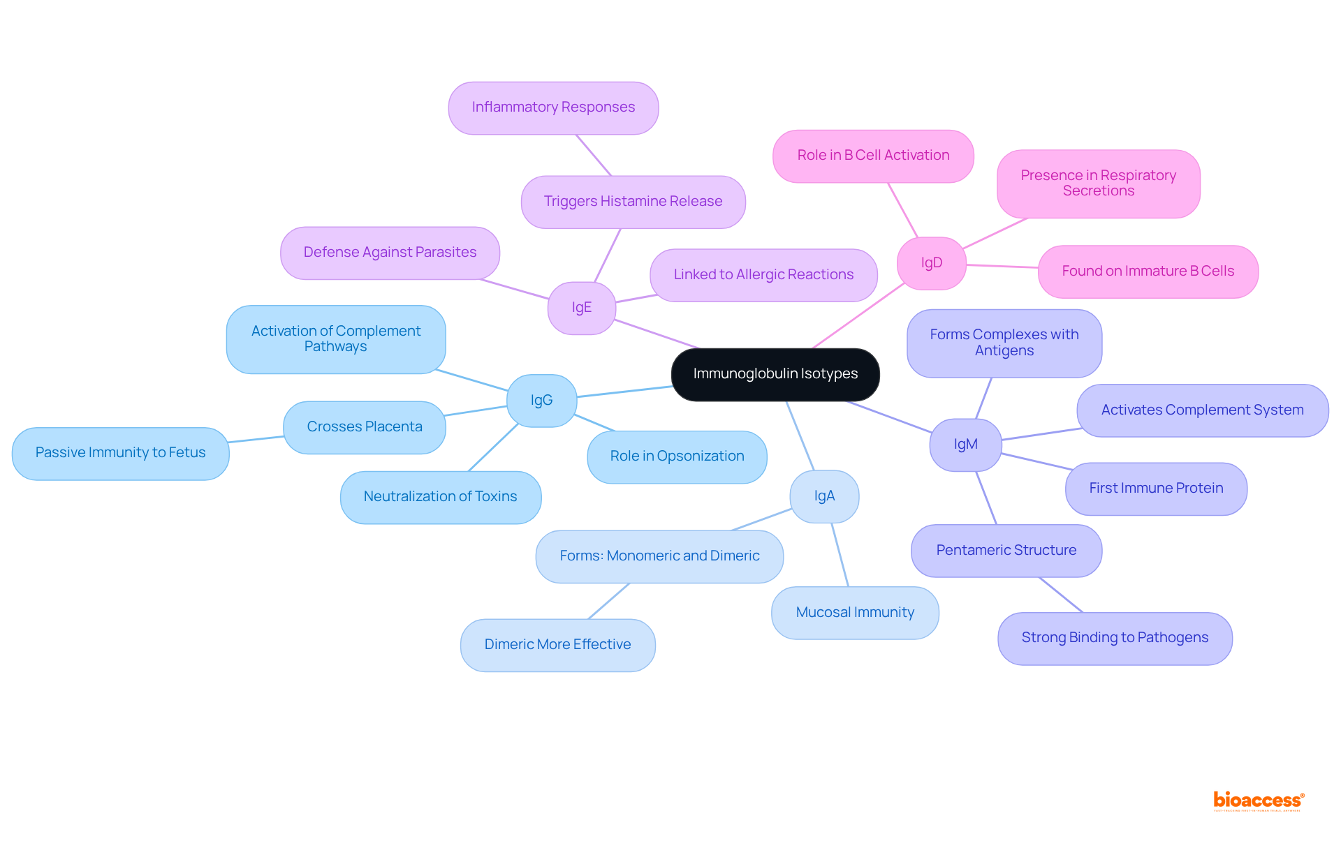 The central node represents the general topic of immunoglobulin isotypes, with branches leading to each specific type. Each branch highlights unique functions and features, making it easy to compare and understand their roles within the immune system.
