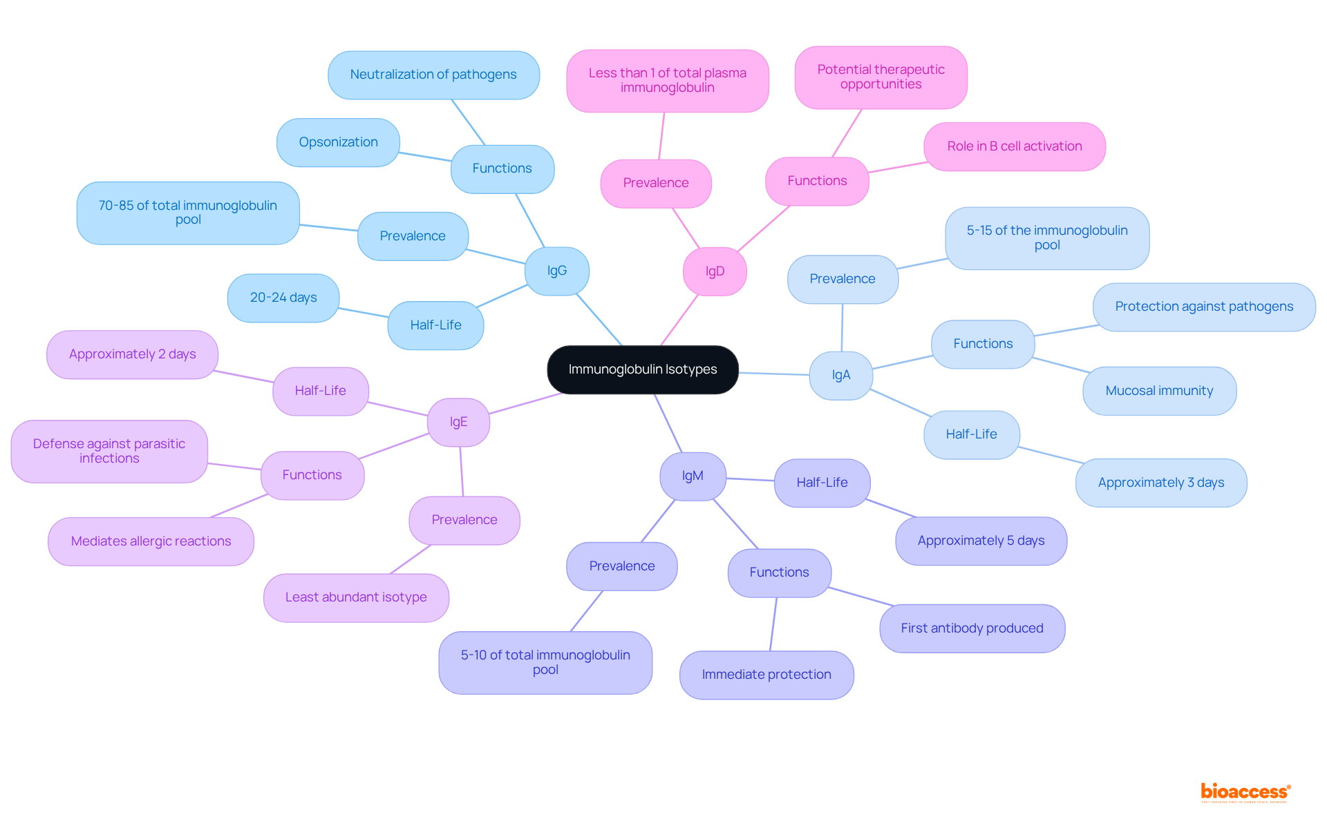 Start at the center with 'Immunoglobulin Isotypes', then follow the branches to explore each isotype's unique features and roles in immune responses and treatment strategies.