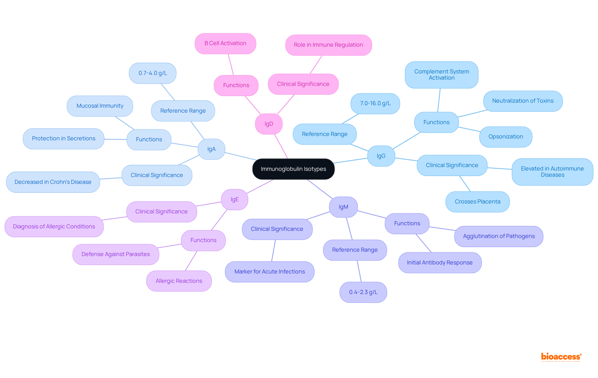 Each branch represents a different immunoglobulin type. Follow the branches to learn about their functions, importance in health, and typical levels in the blood.