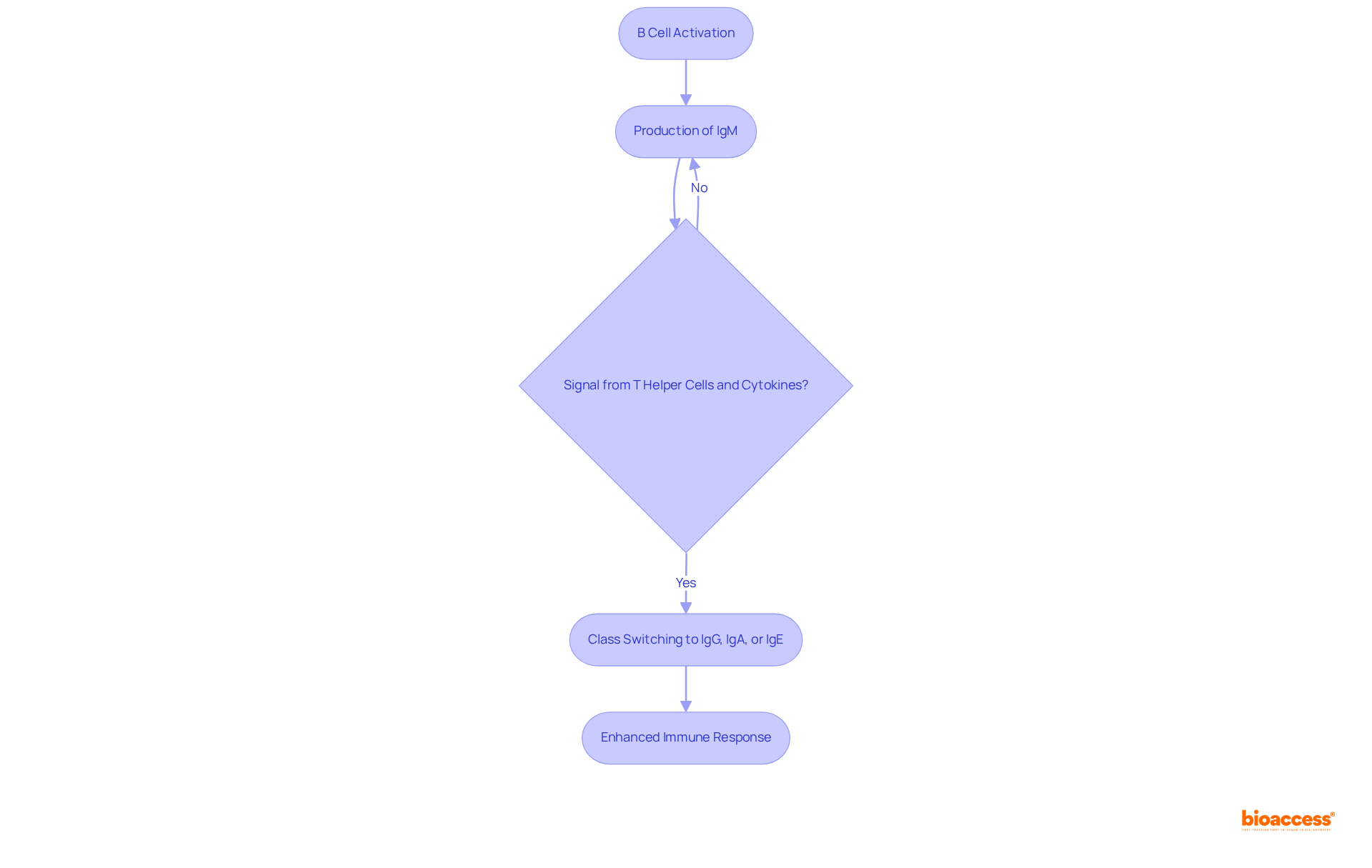 Follow the arrows to see how B cells change the type of antibodies they produce. Starting from activation, they initially produce IgM, and with the right signals, they switch to IgG, IgA, or IgE, improving the immune response.