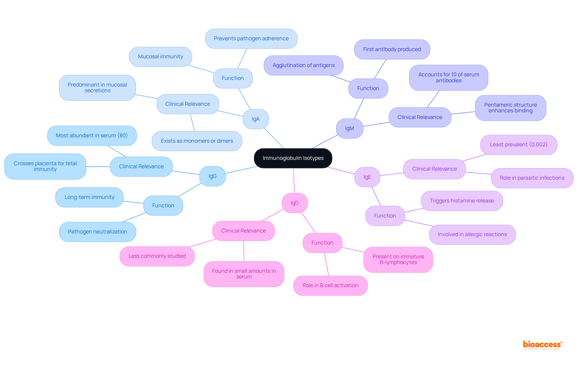 At the center is the main topic of immunoglobulin isotypes. Each branch represents a specific isotype, with additional details about its function and importance branching out from there.