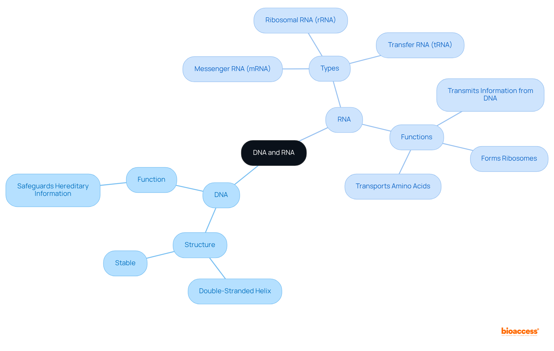 The central node represents the overall topic, while branches show the key characteristics of DNA and RNA. Each sub-branch provides specific details about structure and function, making it easy to understand their roles in biology.