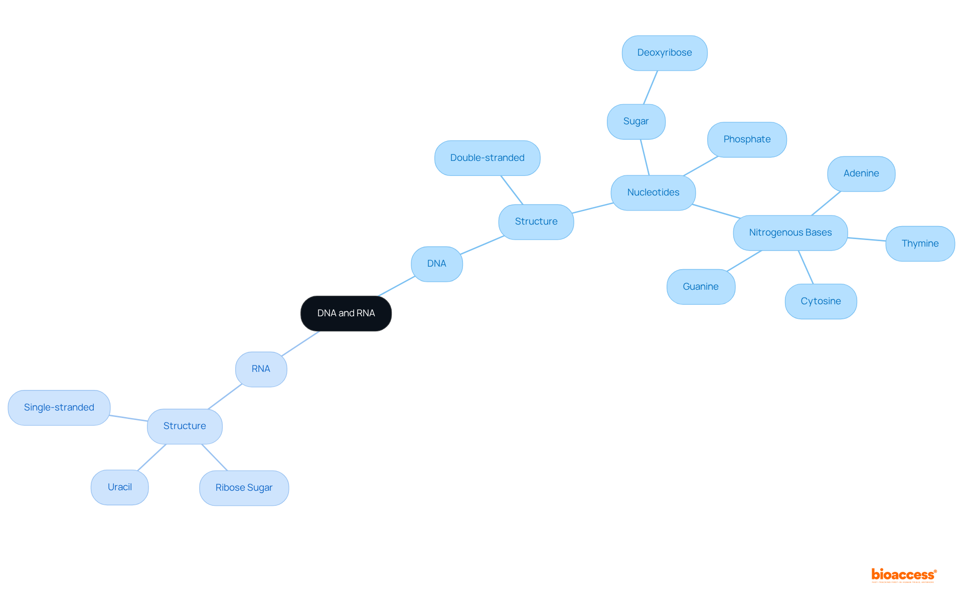 The central node represents the topic, while the branches highlight key aspects of DNA and RNA. Follow the branches to explore their structures and significance.