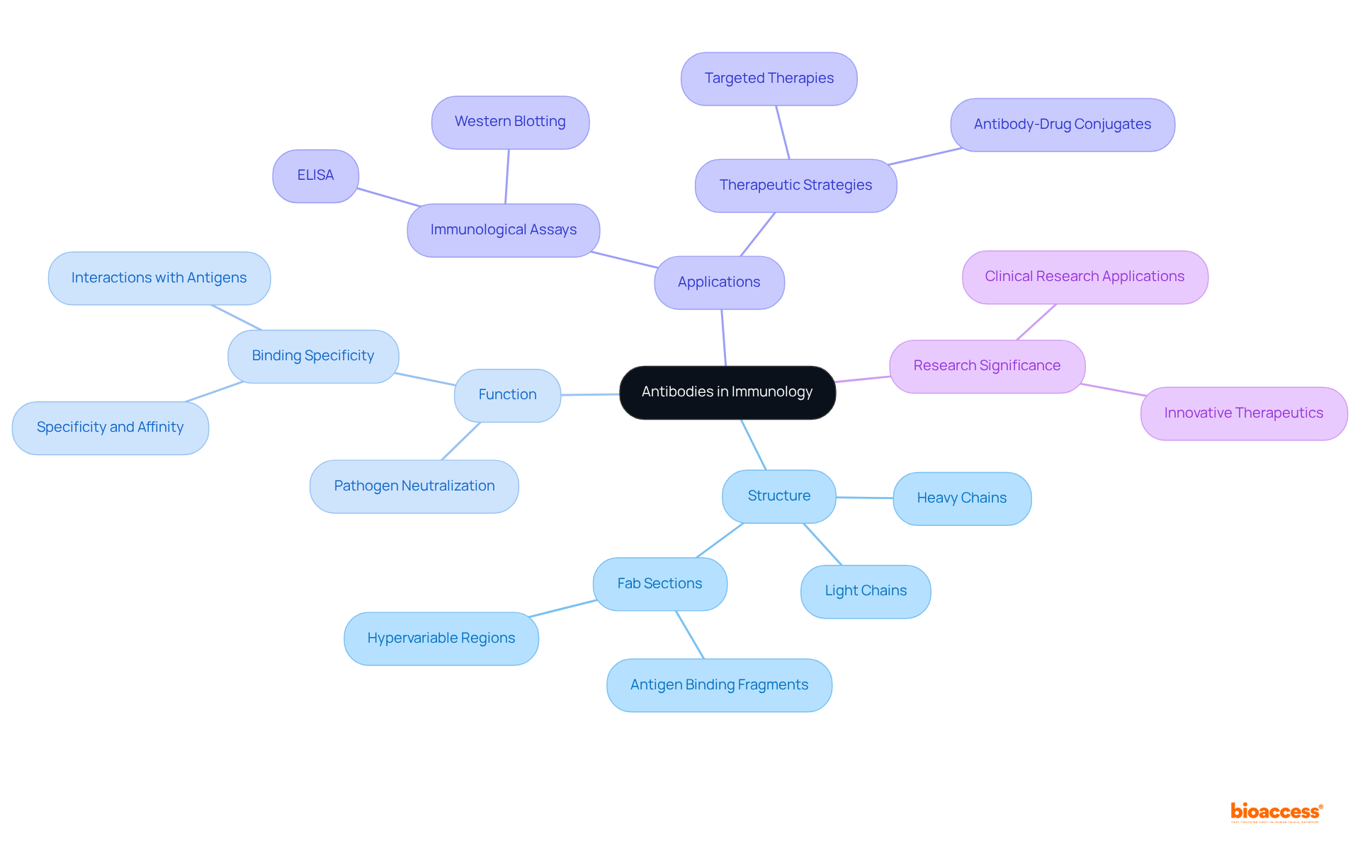 This mindmap illustrates how antibodies function in the immune system. Each branch represents a different aspect of antibodies, showing their structure, how they work, where they are used, and ongoing research.