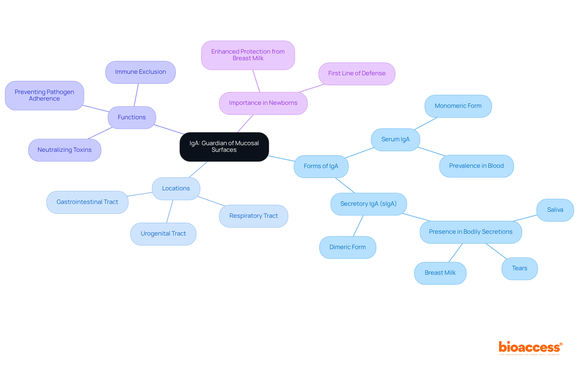 The center represents IgA, with branches showing its forms, locations, and key functions. Each branch highlights how IgA contributes to immune defense, especially in newborns.