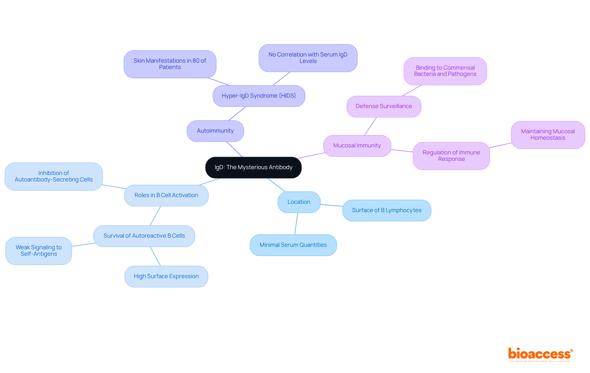 The center represents IgD, and branches show how it functions in various immune processes. Each color-coded section helps you understand its different roles, from B cell activation to regulating immune responses in the gut.