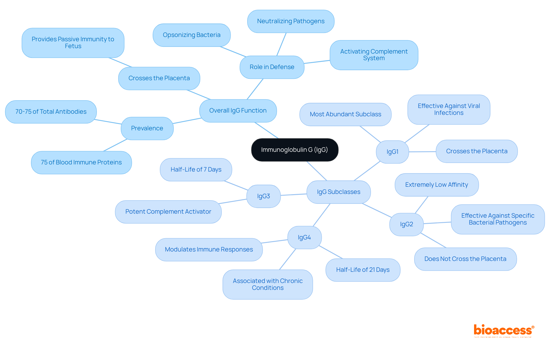 This mindmap starts with the main idea of Immunoglobulin G at the center, branching into its functions and detailed subclasses. Each branch represents a different aspect of IgG, helping you visualize how they connect and contribute to immune defense.