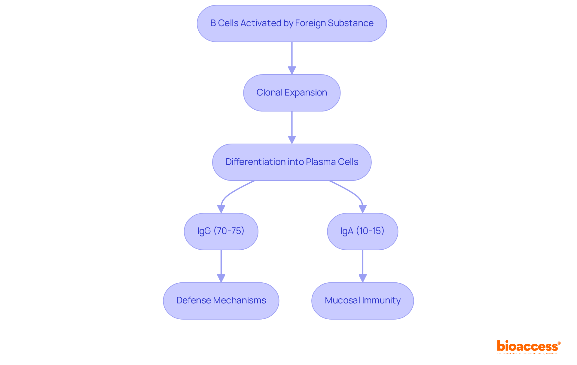 This flowchart shows the steps B cells go through to create antibodies. Start at the top with B cell activation and follow the arrows to see how they grow and transform into different types of antibodies, each serving a unique role in the immune response.