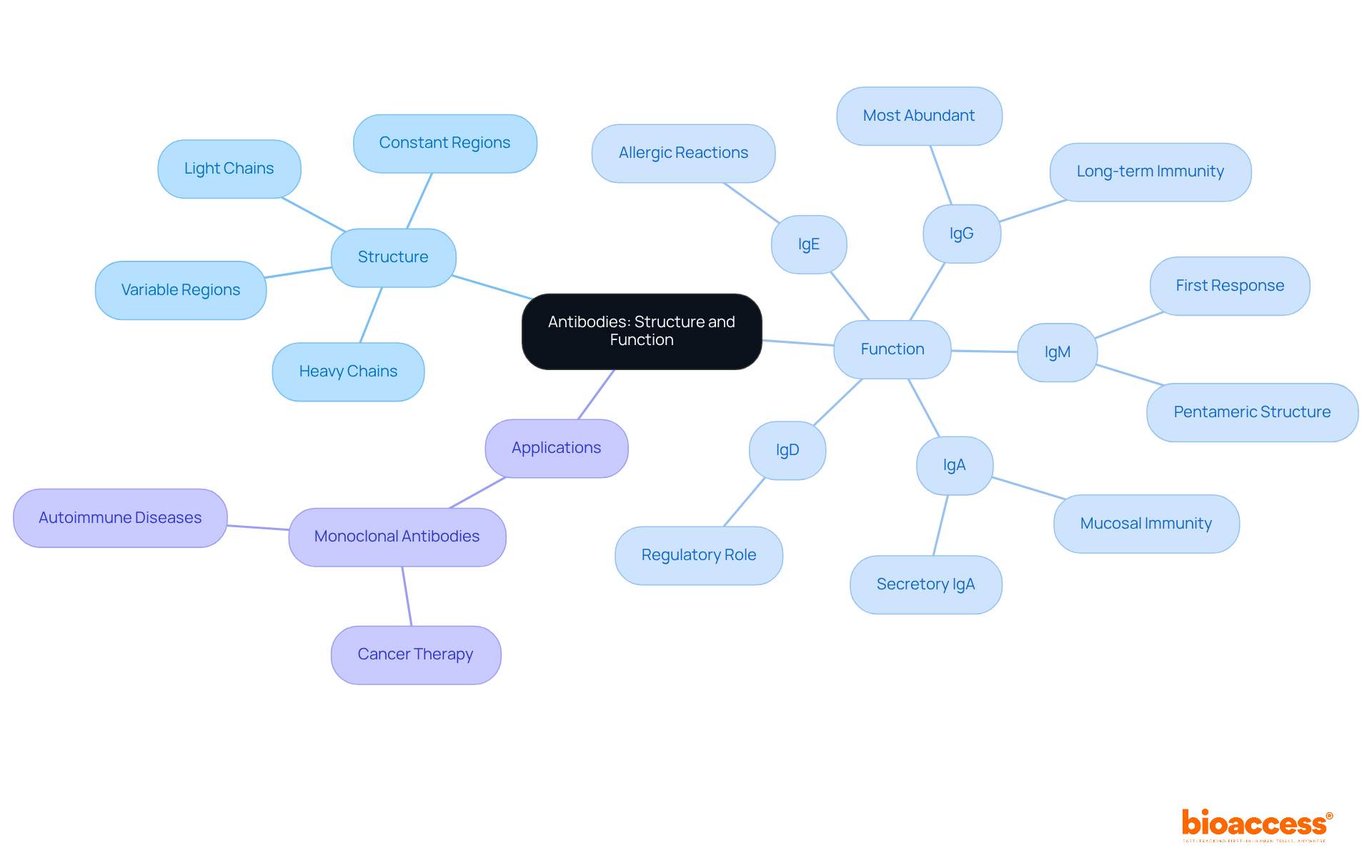 Start at the center with antibodies, then explore different categories like structure and function, seeing how the pieces fit together. Each branch leads to specific details, helping you understand the bigger picture of how antibodies work.