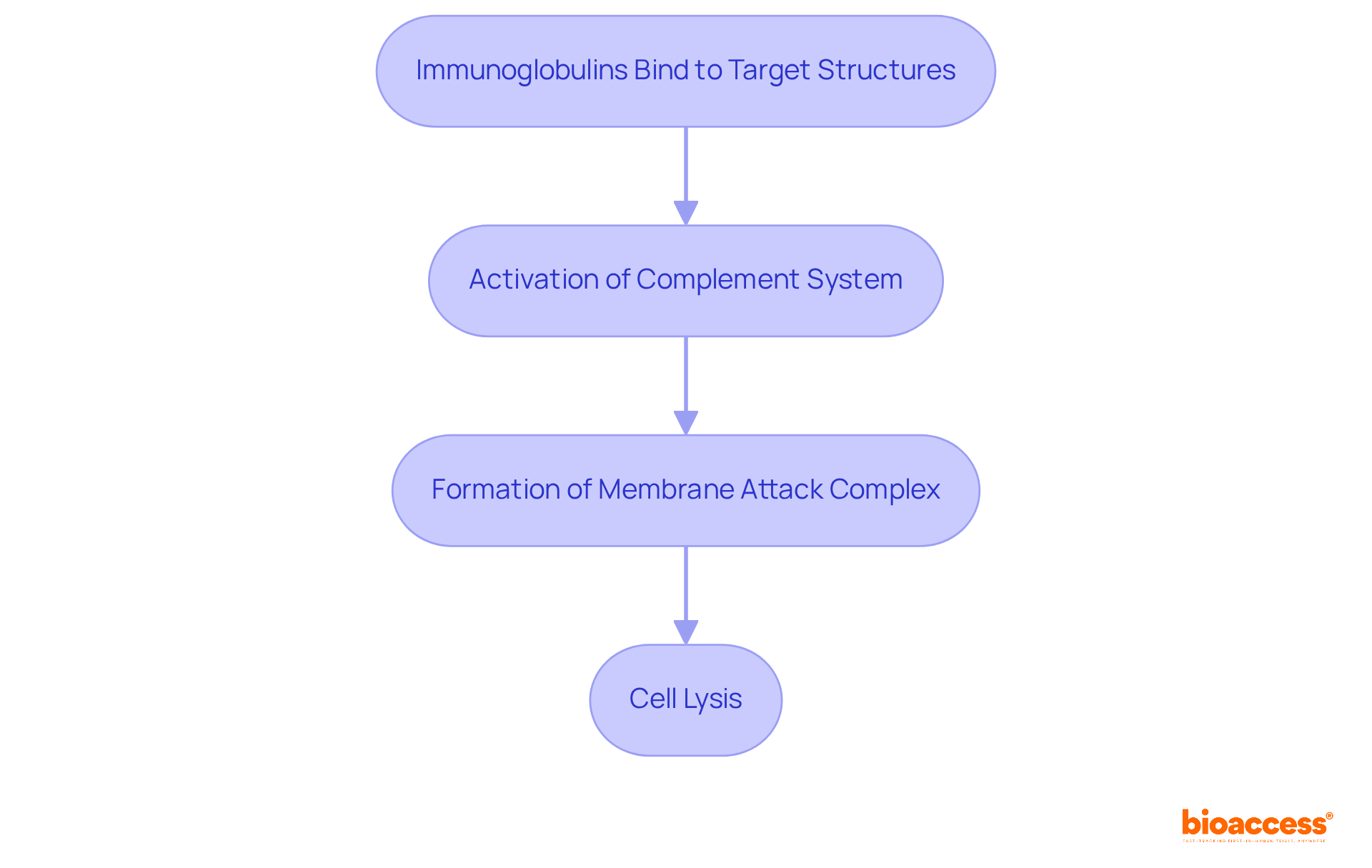 This flowchart shows how the immune response works step-by-step — from binding to the final result of cell destruction. Follow the arrows to see how each action leads to the next.