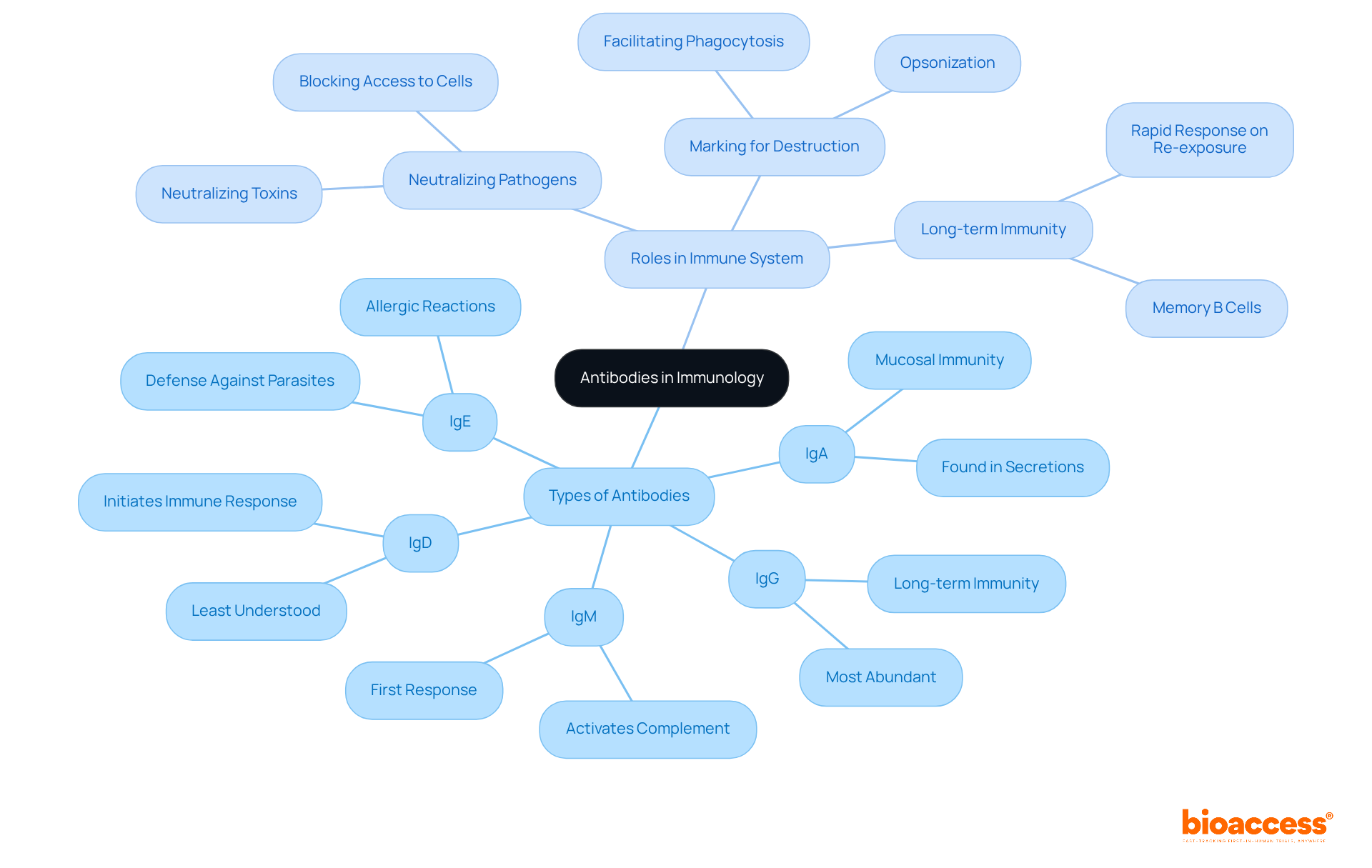 The center represents antibodies, branching out to show different types and their specific functions in the immune system and clinical settings. Each color and icon helps to easily identify and differentiate the information.