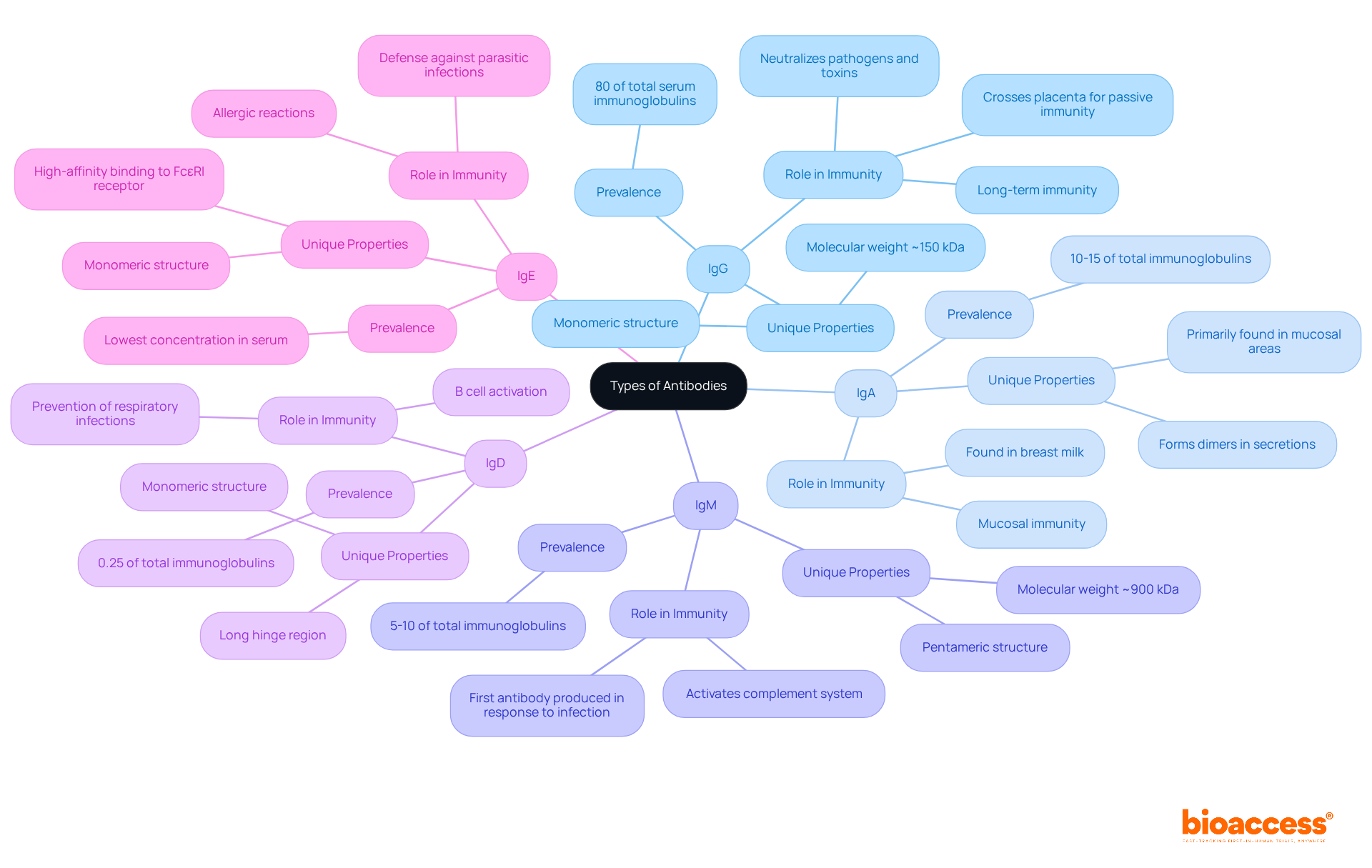 Start in the center with 'Types of Antibodies', then follow the branches to explore specific antibodies like IgG, IgA, and others. Each branch shows unique roles and features, making it easy to understand how each type contributes to the immune response.