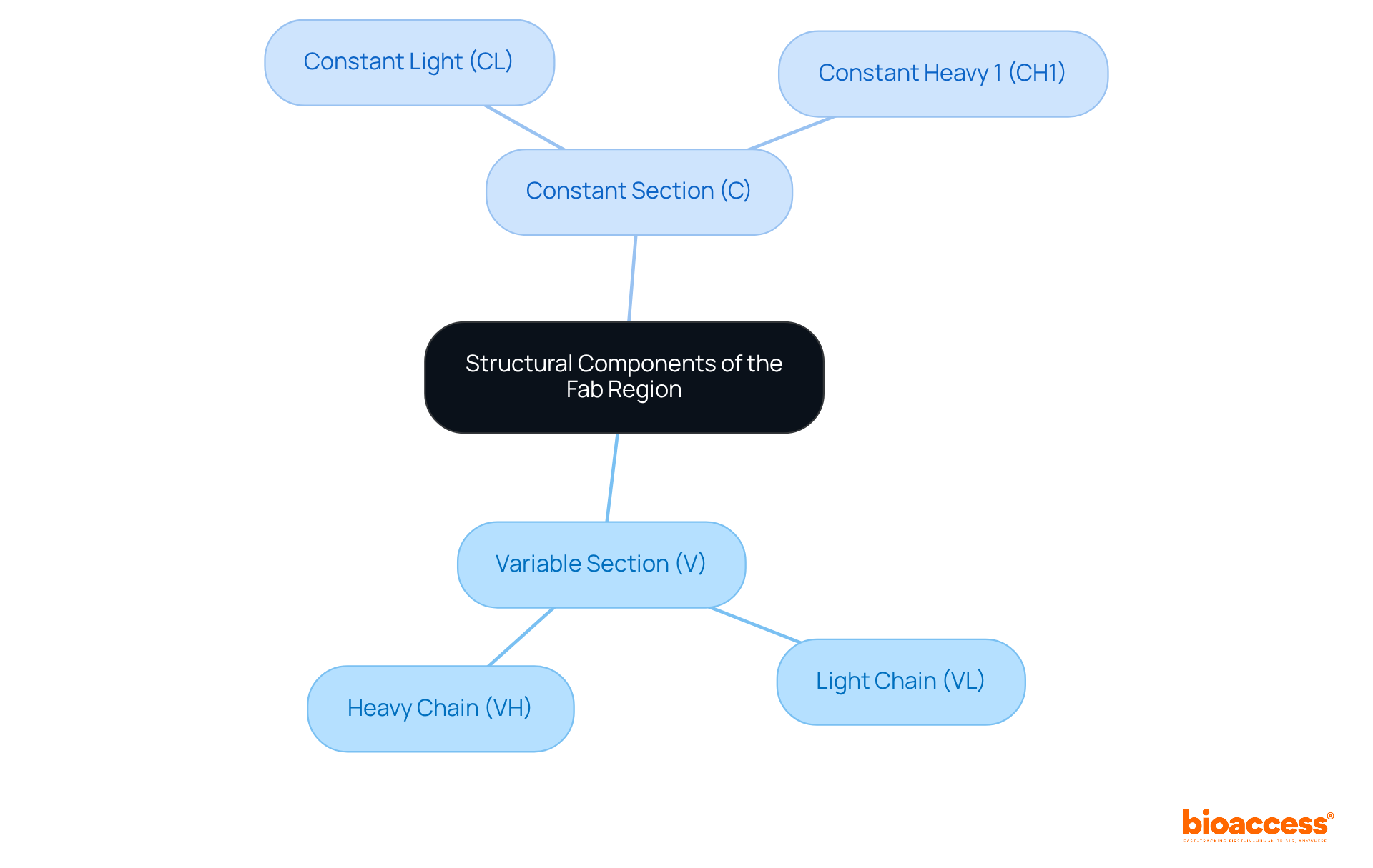 The central node represents the fab region, while branches show the two main structural components and their specific parts. This layout helps to understand how each section contributes to the immune protein's function.