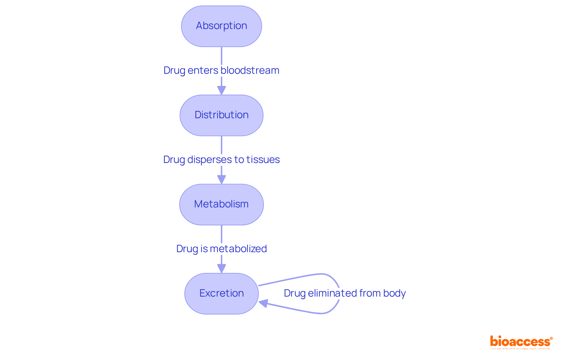 Each box represents a key step in how medications move through the body. Follow the arrows to see how one process leads to the next, from how a drug is absorbed to how it is ultimately excreted.