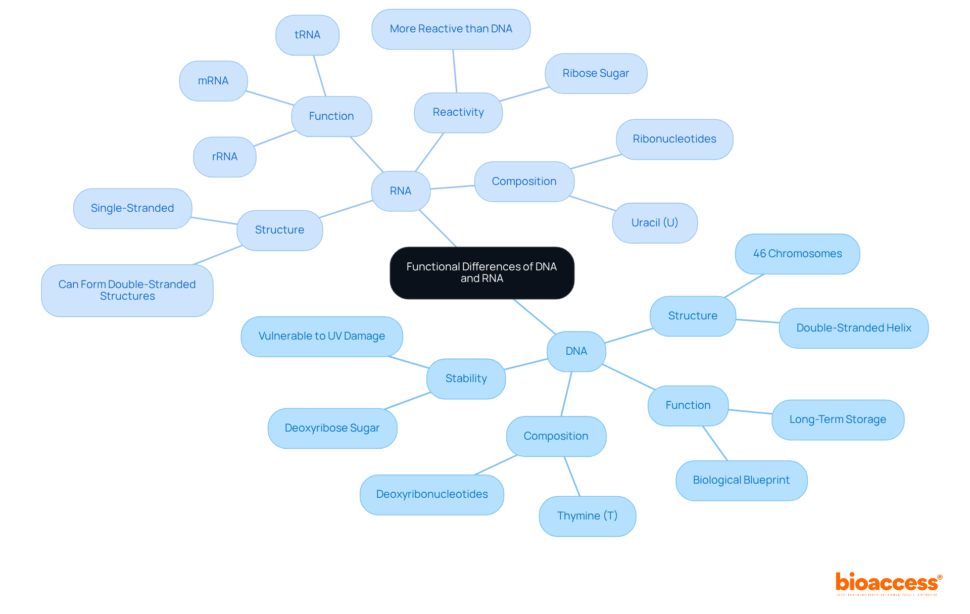 The mindmap illustrates how DNA and RNA differ in structure and function. Each branch represents key characteristics, helping you see how these nucleic acids contribute to biological processes.