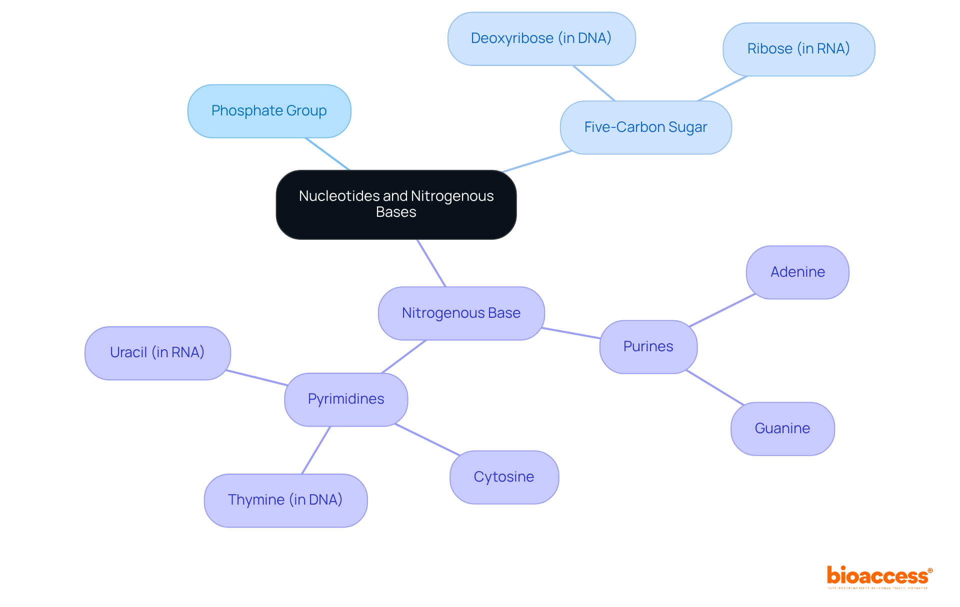 This mindmap shows how nucleotides are structured, highlighting the key components and types of nitrogenous bases. Each branch represents a different part of the nucleotide, making it easy to see how everything connects.
