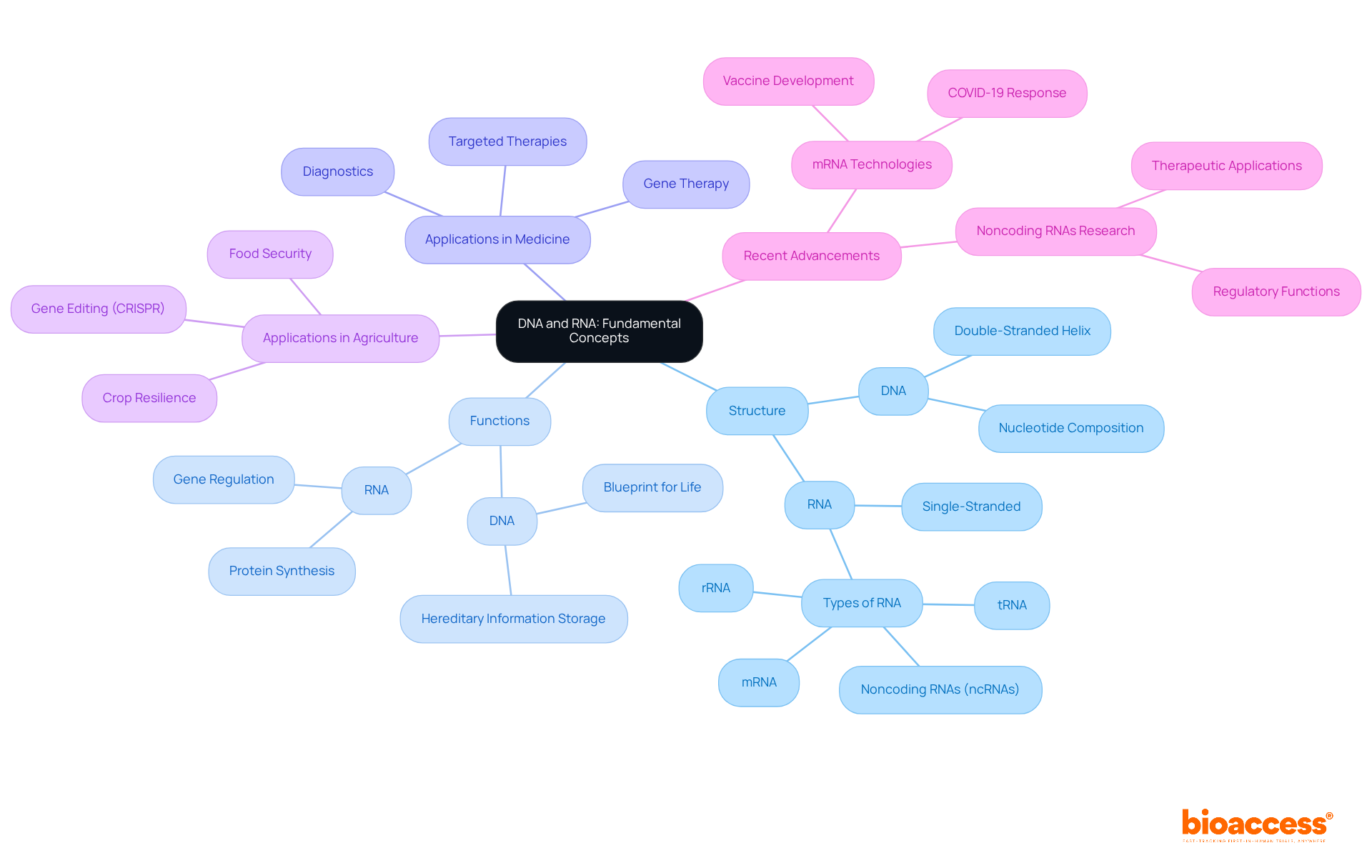 This mindmap starts at the center with DNA and RNA, branching out to show their structure, functions, and applications. Each color represents a different area of focus, making it easy to see how everything connects.