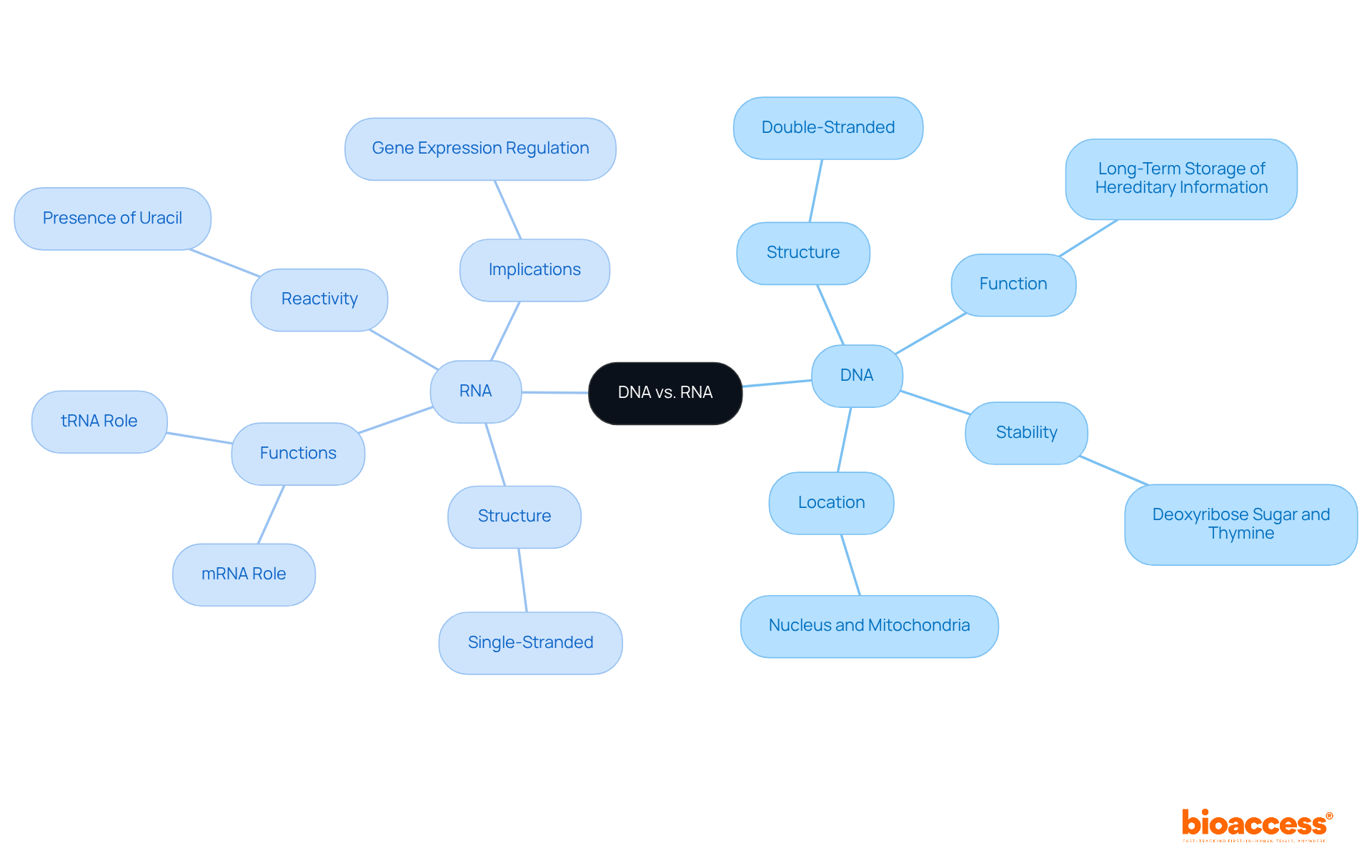 The central node represents the overall topic, while the branches show specific characteristics of DNA and RNA. Each sub-branch provides detailed information about their structure, function, and importance, helping to visualize their roles in genetics.