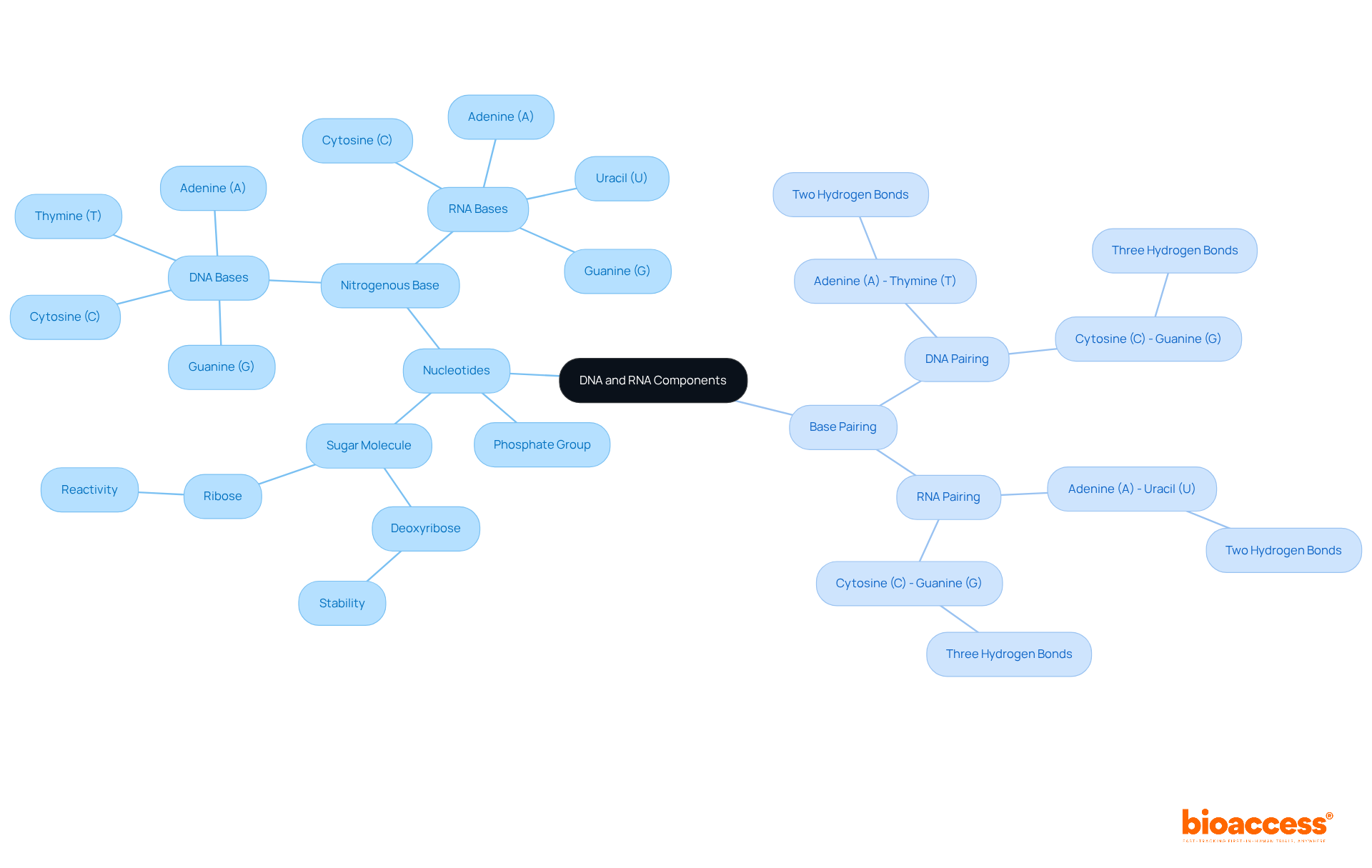 The central node shows the main topic about DNA and RNA. Each branch represents key elements like nucleotides and base pairing. The sub-branches explain specific components and their differences, helping you understand how these parts fit together.