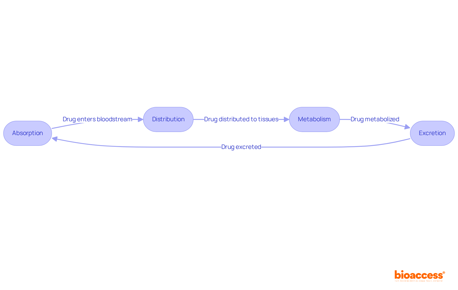This flowchart shows the journey of a drug through the body. Each box represents a key process, and the arrows illustrate how they connect and influence each other.